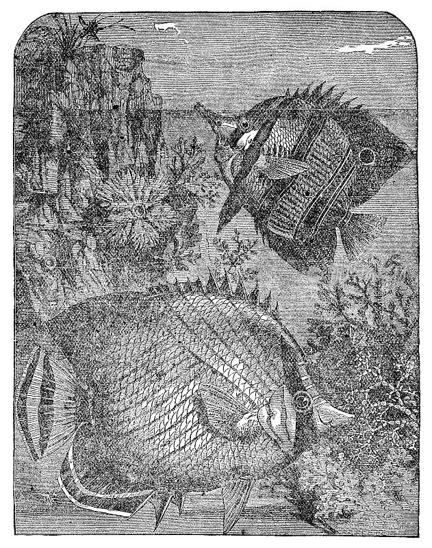 丝状蝴蝶鱼和铜带蝴蝶鱼- 19世纪